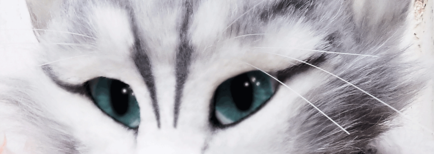 Das Header-Bild für diesen Artikel auf Fou de Pheline zeigt ein Close-Up von Pheline's Katzenaugen.